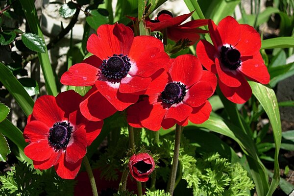 Rote schöne Blumen im Sommer im Blumenbeet