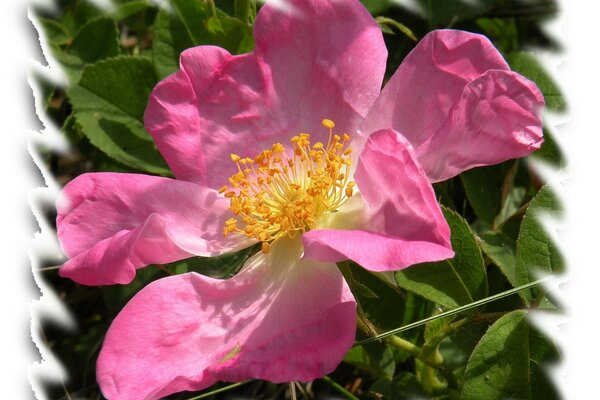 Flor rosa brillante con pistilos amarillos