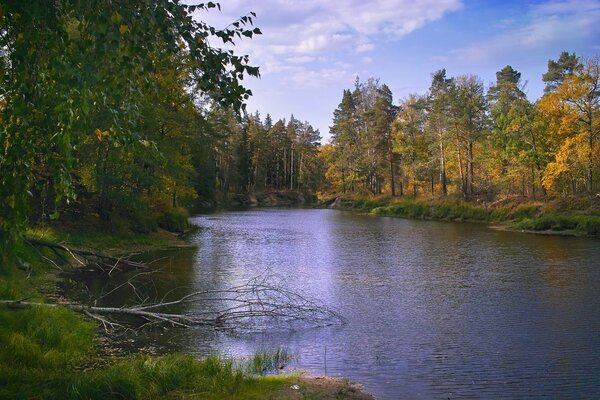 Trees by the lake. Autumn. River