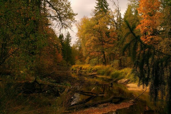 Estanque en el bosque entre los árboles en otoño