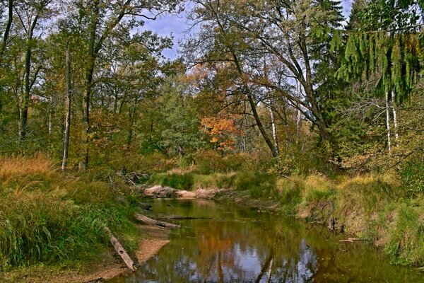 Schöner Waldfluss im Herbst