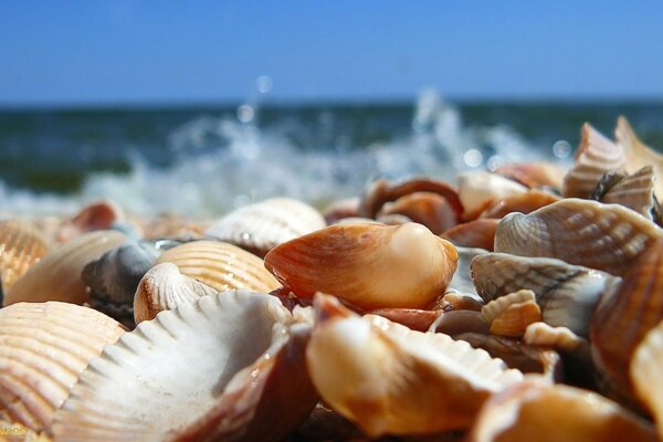 Conchas en la costa contra el mar