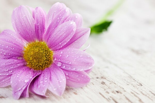 Wet flower with pink petals