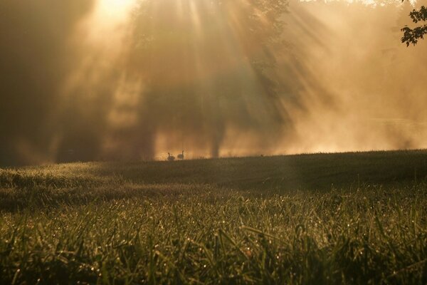 The rays of the sun breaking through the branches of trees