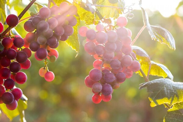 Frutti d uva in una giornata estiva