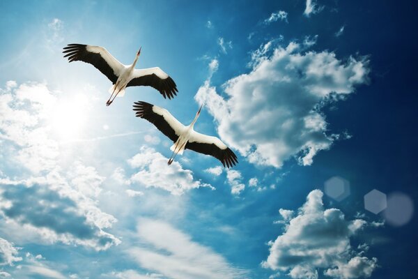 A pair of free storks in the sky