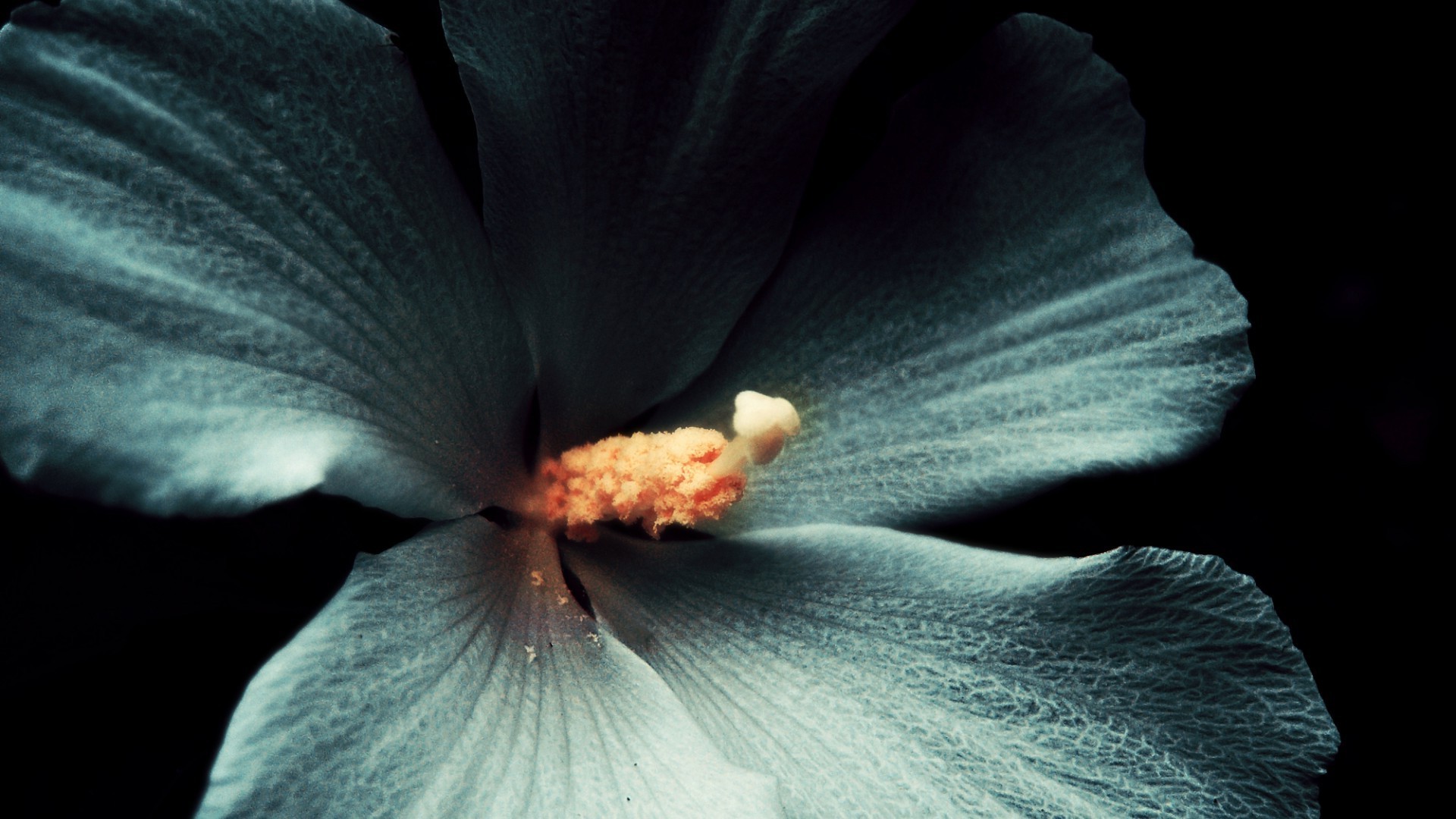 yakın çekim çiçek doğa renk flora yaprak güzel tek renkli soyut masaüstü su petal çiçek açan