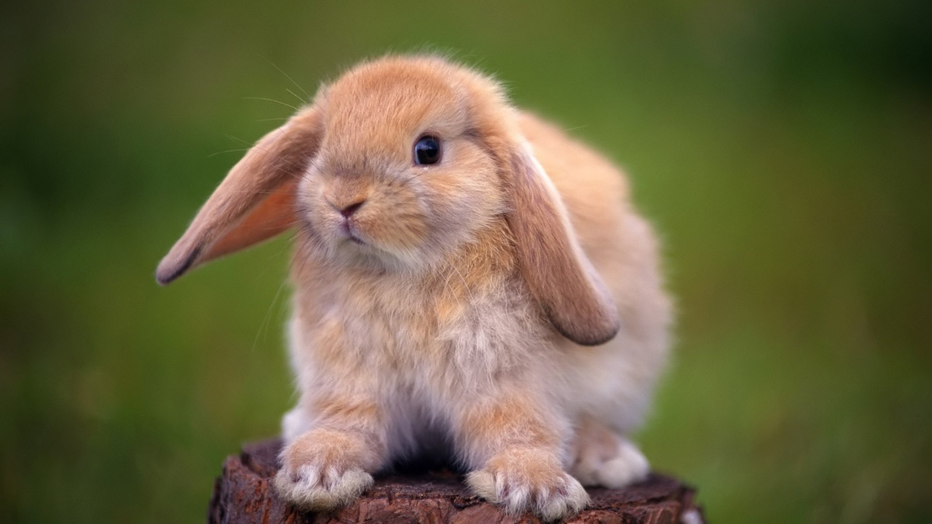 coelhos fofa animal mamífero vida selvagem sentar-se pequeno retrato roedor natureza pele visualização