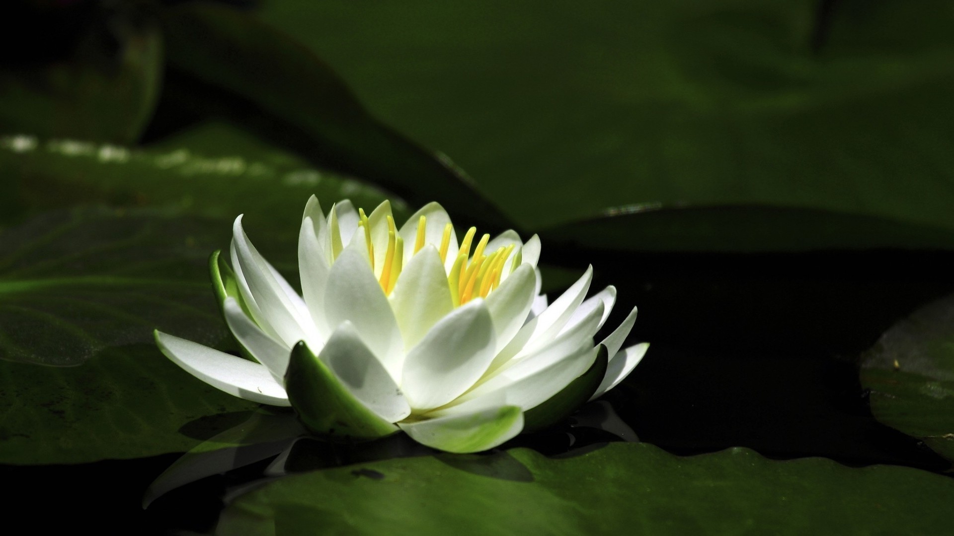 lily lotus pool leaf flower waterlily aquatic swimming tropical flora nature exotic blooming garden petal zen summer meditation park