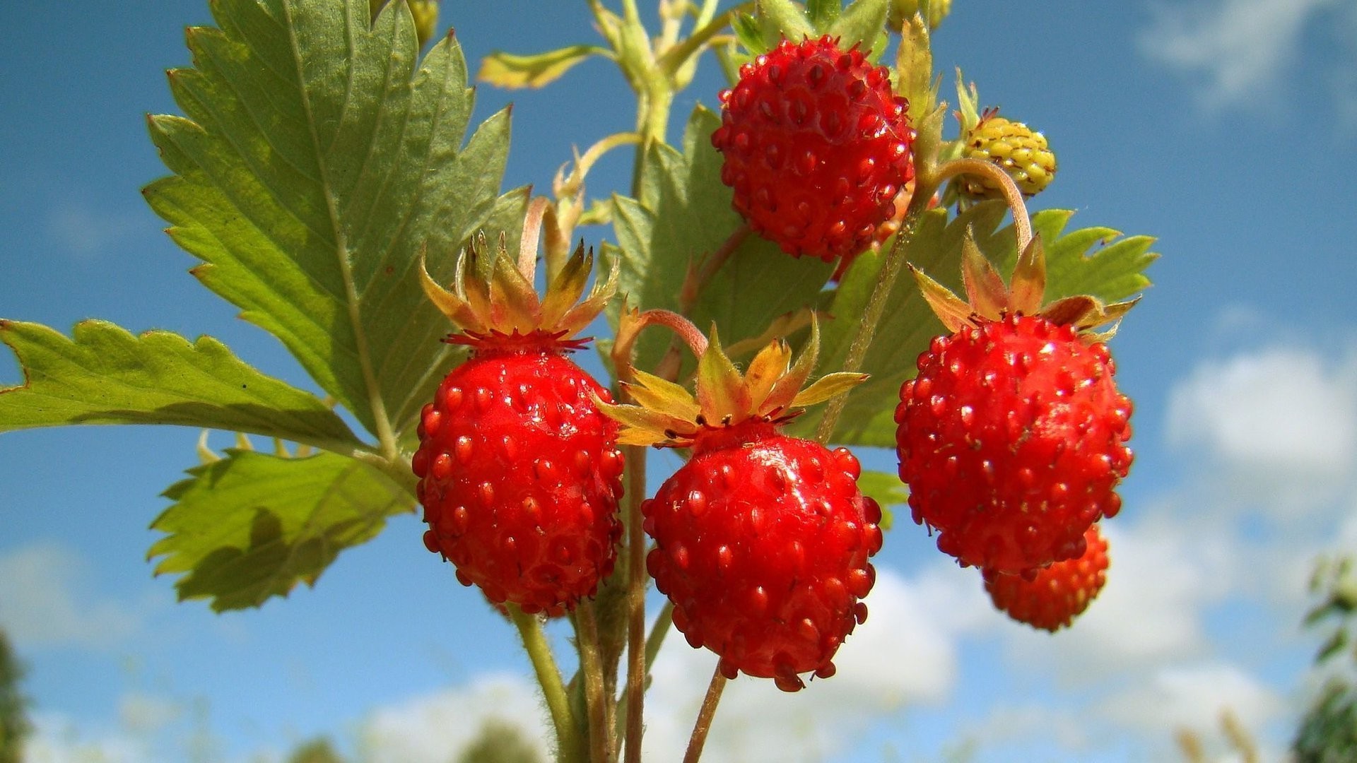 beeren obst essen blatt natur beere gesundheit lecker sommer gesund essen schließen süßwaren