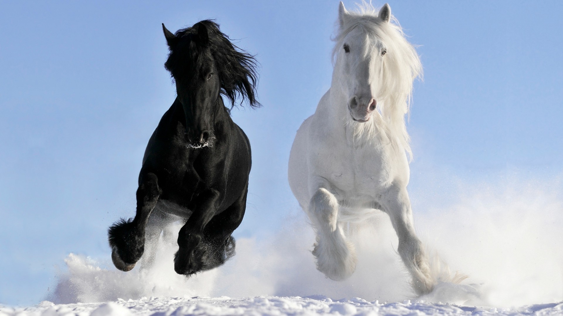 chevaux cavalerie mammifère cheval neige mare hiver équestre étalon un deux élevage de chevaux manet animal à l extérieur poney action portrait ciel