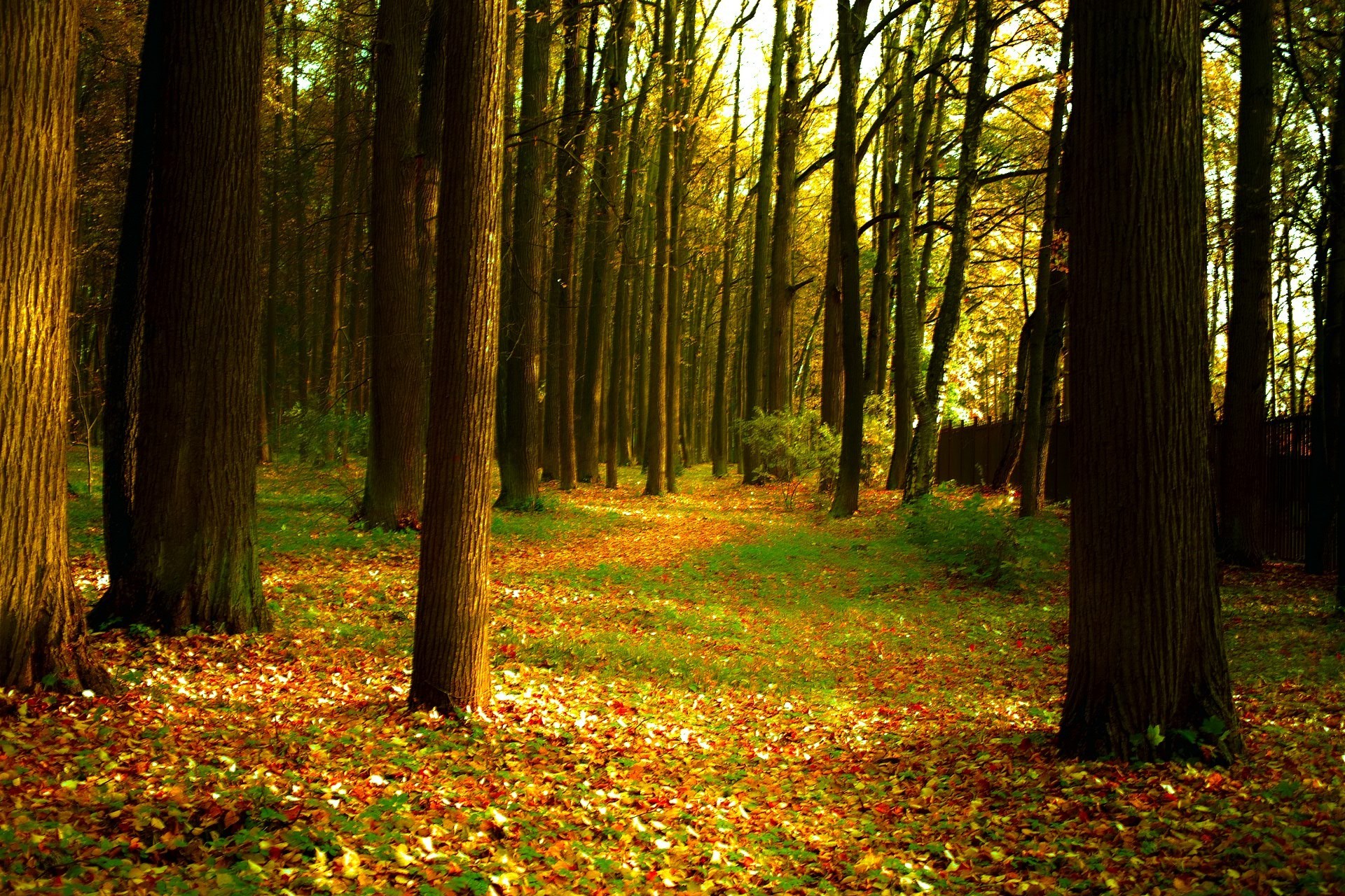 herbst holz herbst holz blatt landschaft park dämmerung natur nebel nebel guide sonne licht gutes wetter hintergrundbeleuchtung sanbim üppig landschaftlich wanderweg