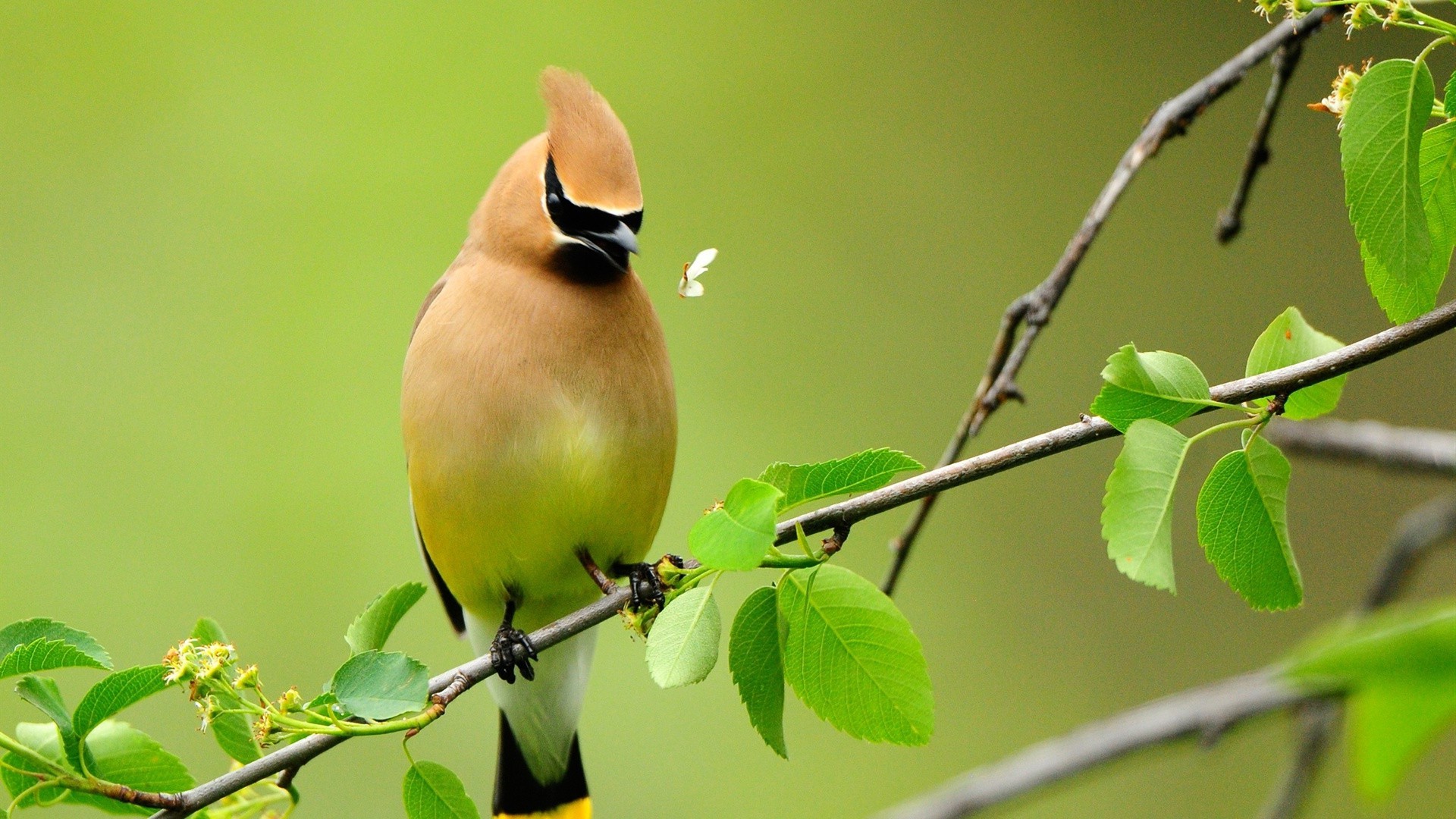 tiere vogel tierwelt natur blatt schließen tier im freien