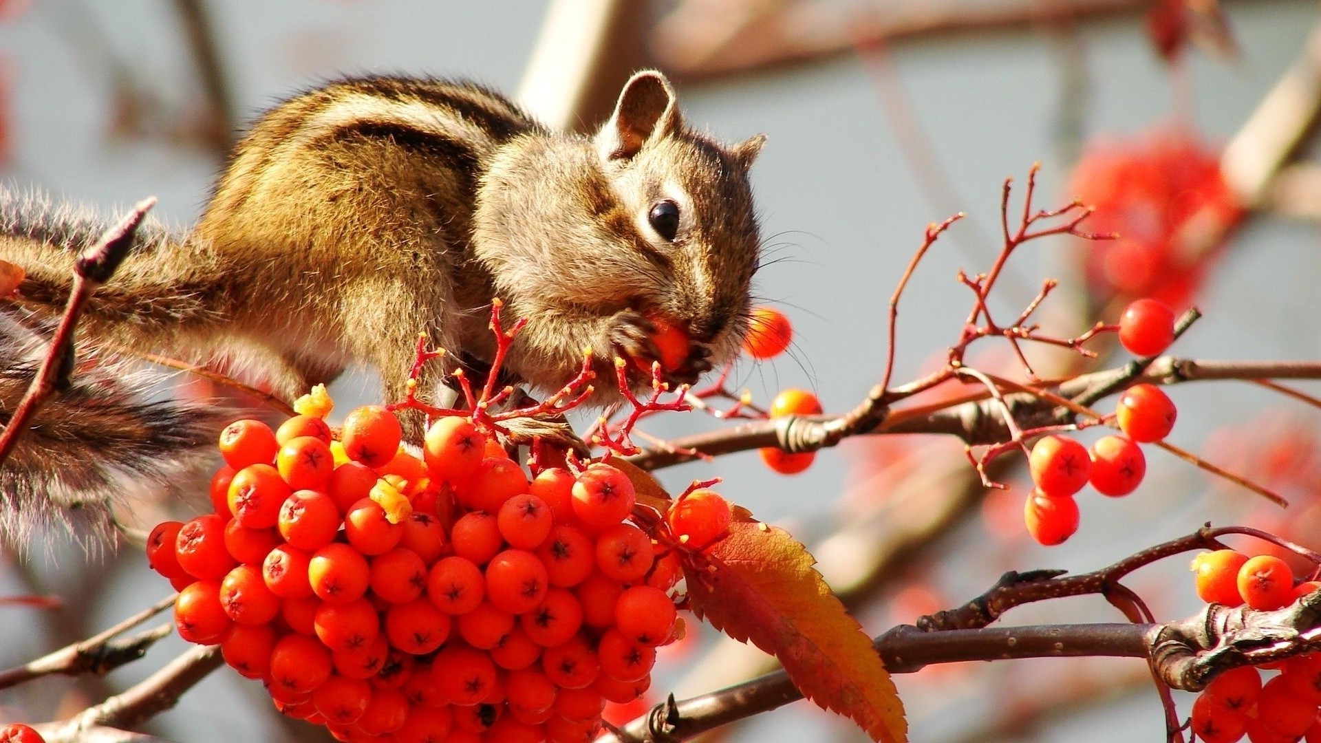 animales naturaleza árbol al aire libre comida poco vida silvestre salvaje fruta otoño