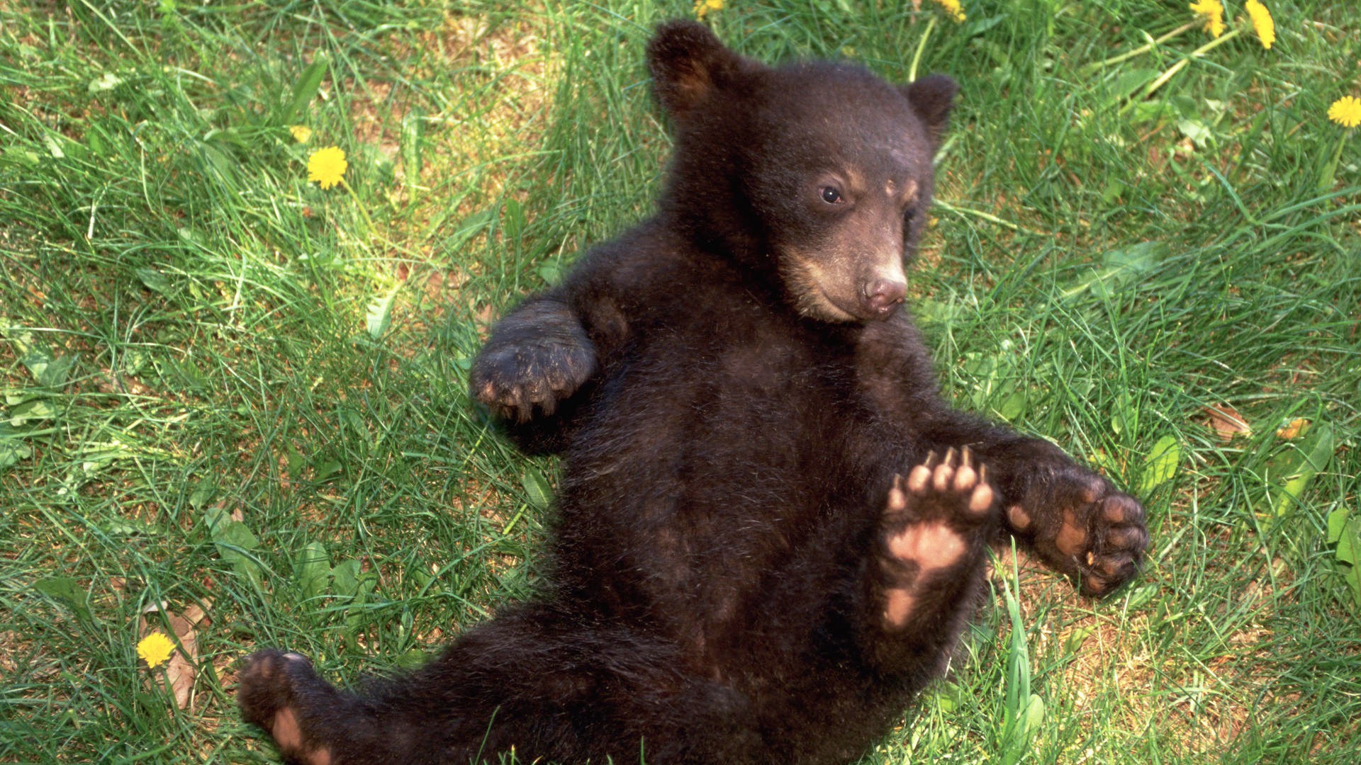 orsi mammifero erba fauna selvatica all aperto carino natura animale pelliccia zoo