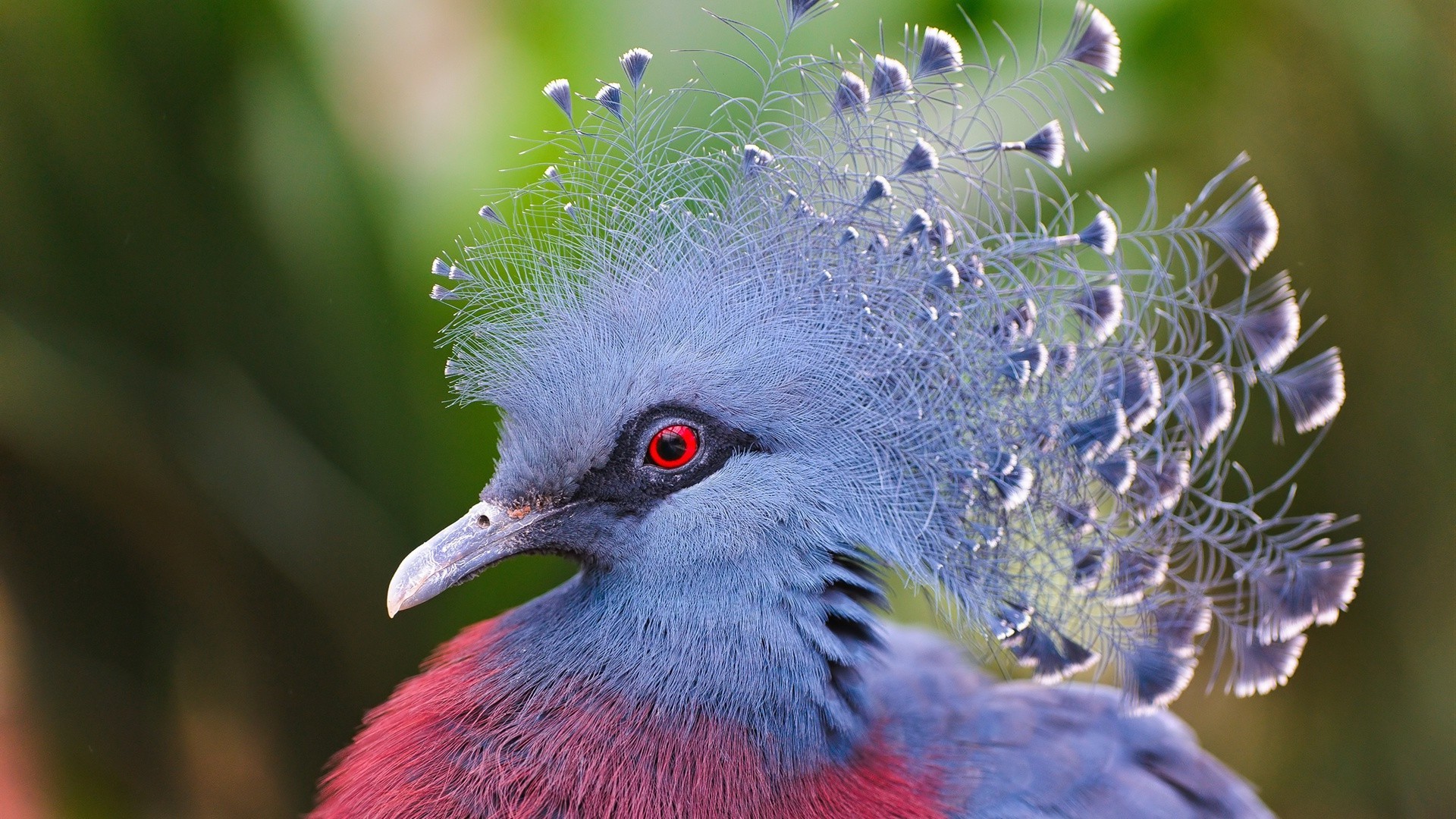 animales naturaleza vida silvestre pájaro salvaje al aire libre animal tropical brillante pluma cabeza ala color