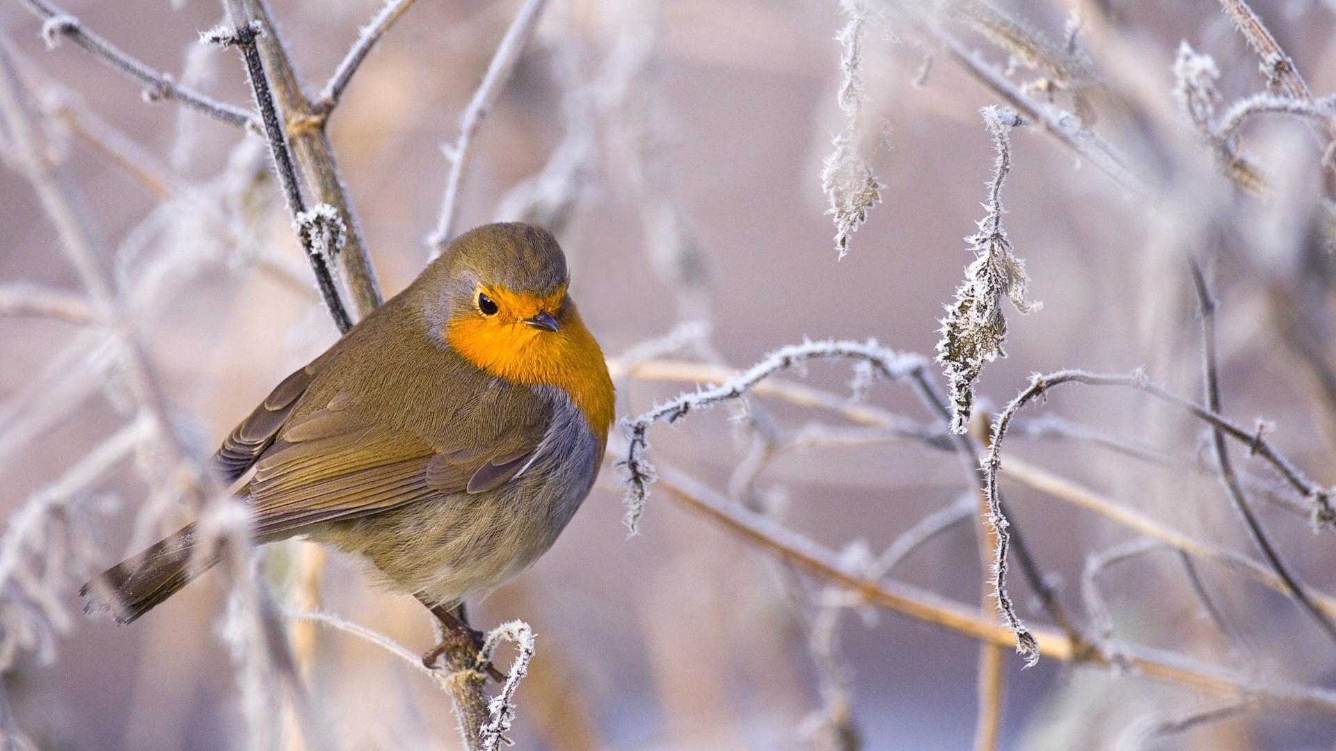 animais natureza pássaro vida selvagem árvore ao ar livre inverno cantor animal