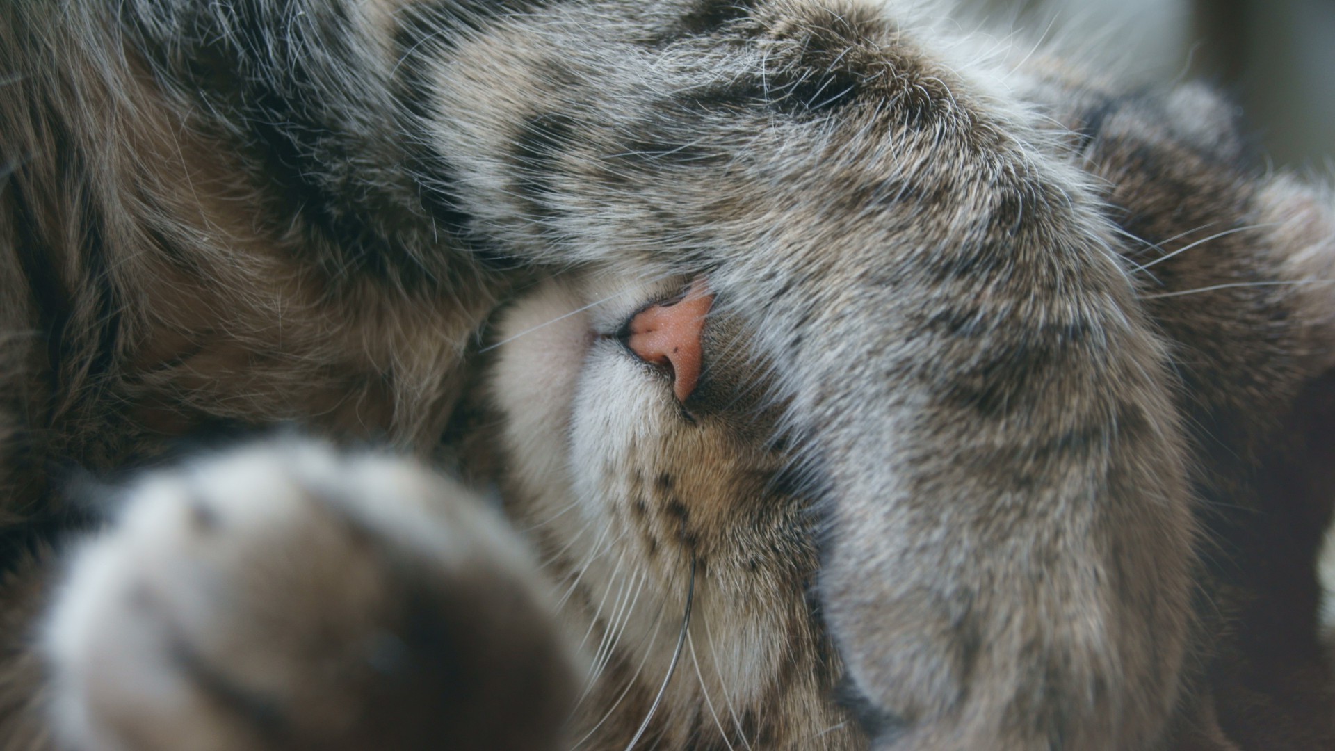 gatos gato mamífero pele animal animal de estimação sono fofa retrato cabelo olho gatinho vida selvagem pequeno natureza bigodes jardim zoológico jovem fofo