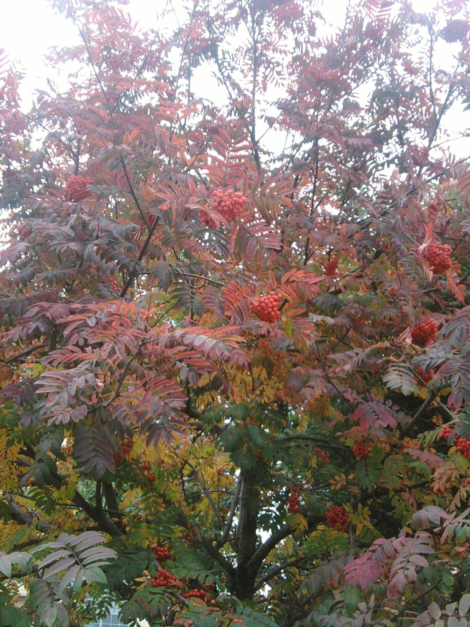 persönliches foto baum blatt saison natur herbst filiale flora hell farbe park im freien gutes wetter garten umwelt strauch sonnig sommer landschaft blume