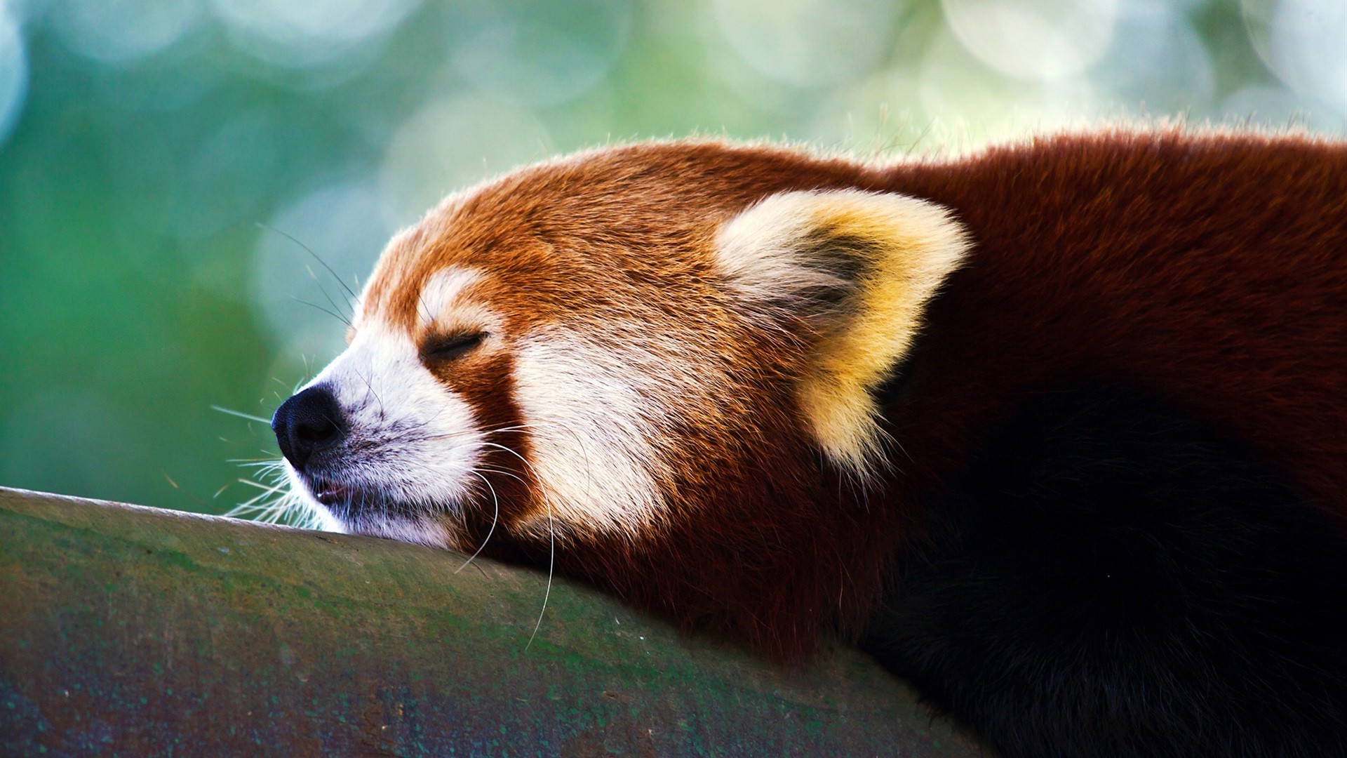 zwierzęta ssak przyroda zoo panda zwierzę słodkie futro dziki portret jeden światło dzienne