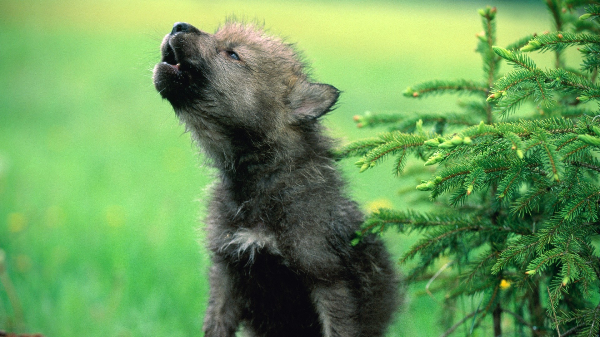 animaux mammifère nature herbe animal fourrure chien mignon à l extérieur la faune