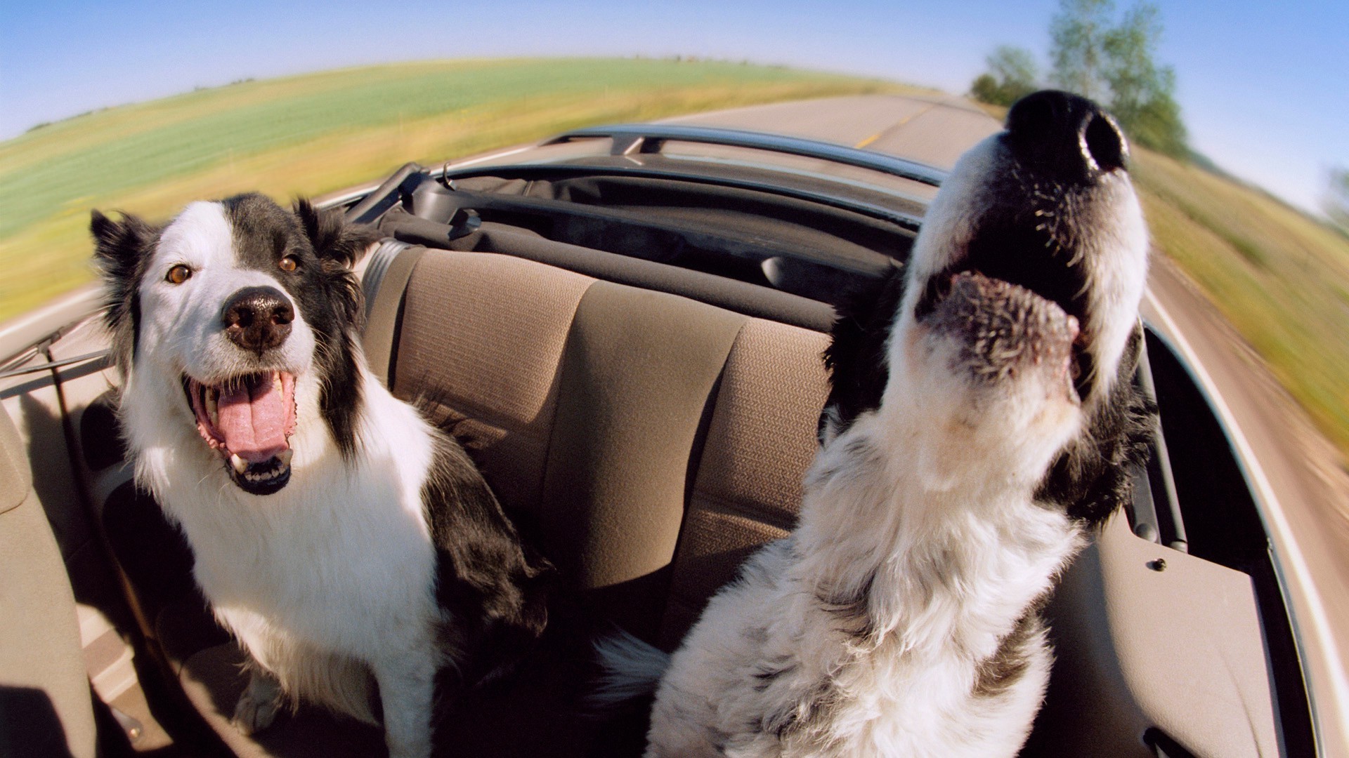 cani cane mammifero ritratto all aperto canino carino guardare pet amicizia uno divertente auto animale