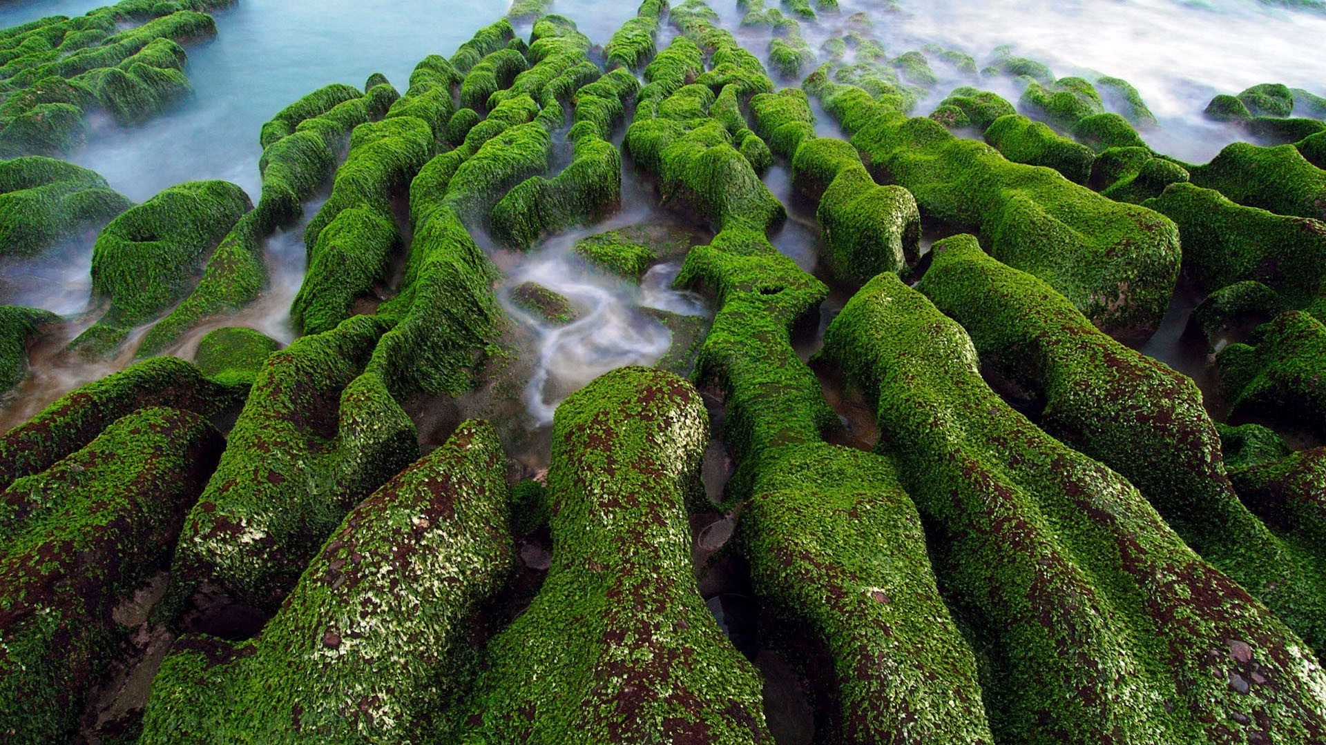 famous places nature moss tree leaf growth flora outdoors landscape wood water summer desktop