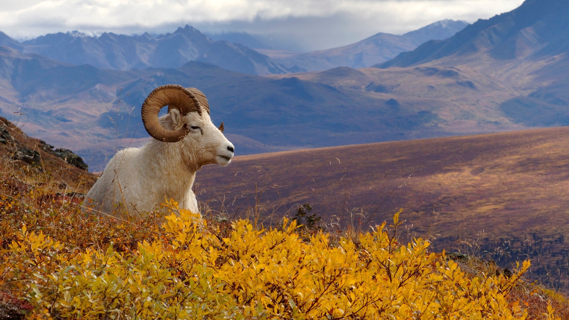 moutons paysage montagnes nature automne en plein air voyage ciel scénique bois arbre colline herbe parc vallée rock paysages