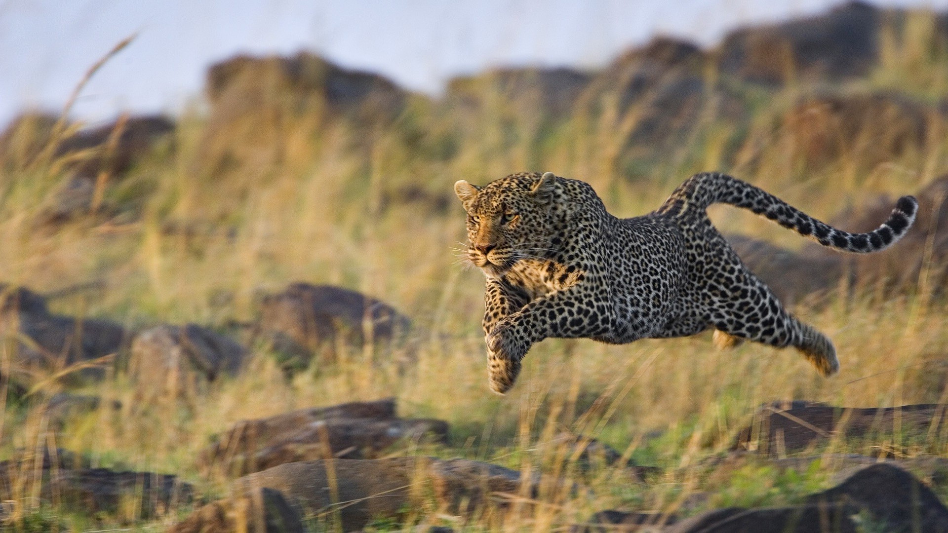 animais vida selvagem natureza ao ar livre animal mamífero selvagem grama predador parque leopardo safari caçador gato