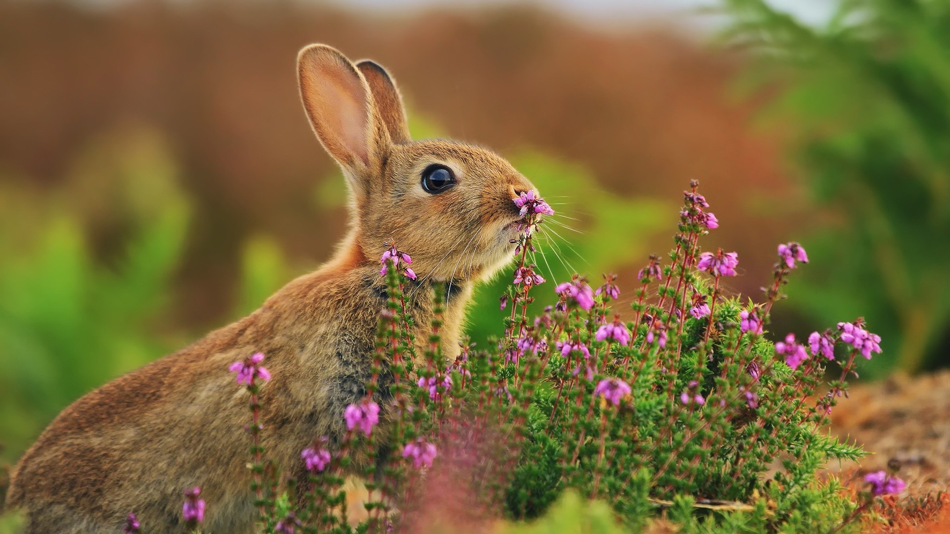 animales naturaleza al aire libre flor hierba pequeño salvaje jardín heno