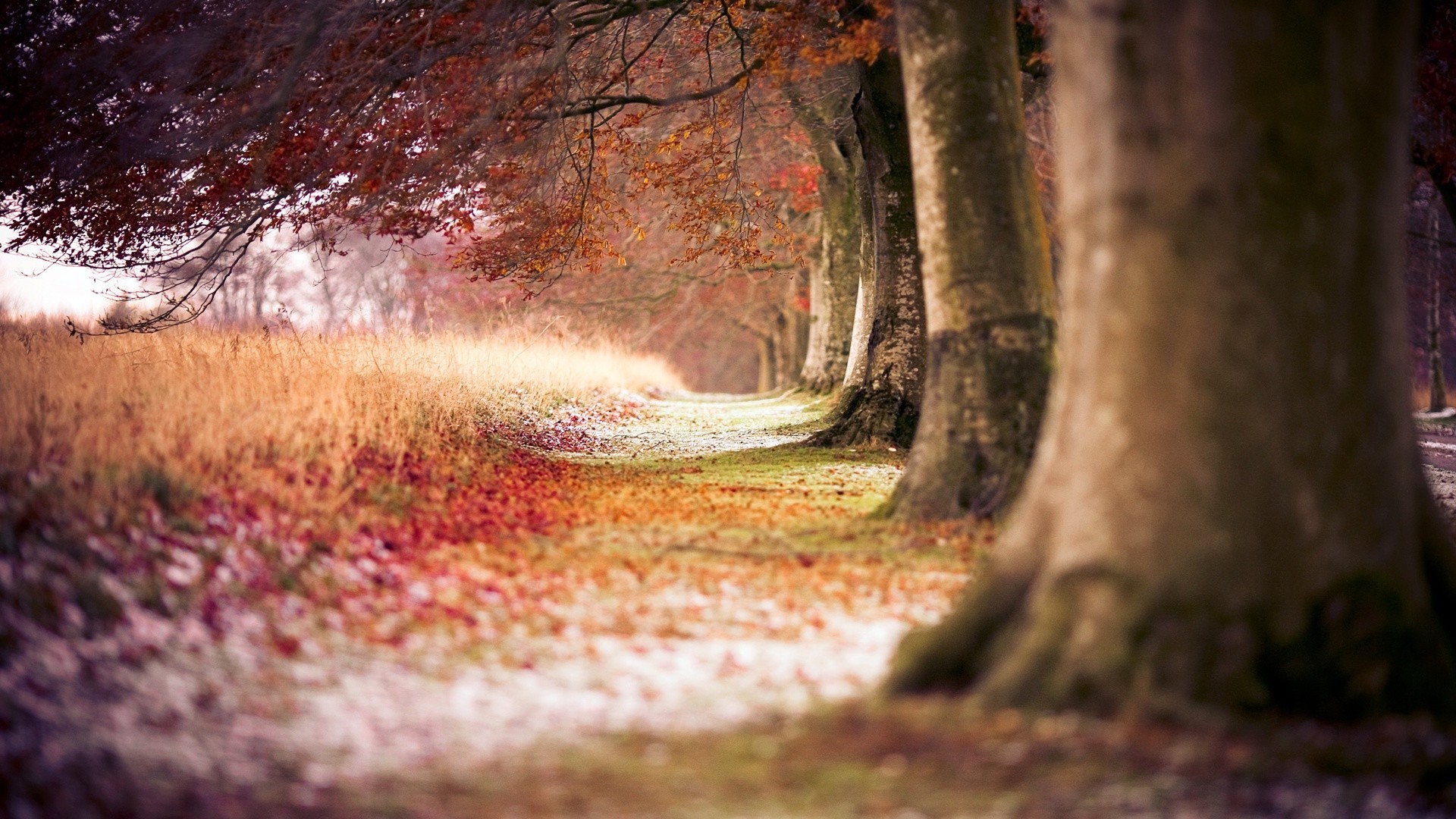 automne bois nature arbre automne paysage à l extérieur feuille voyage eau parc lumière humide