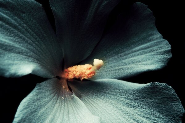 Macro photo of a flower. Near