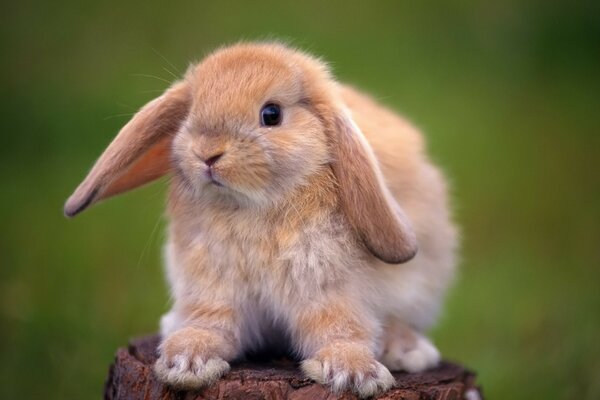 Lapin à oreilles sur chanvre