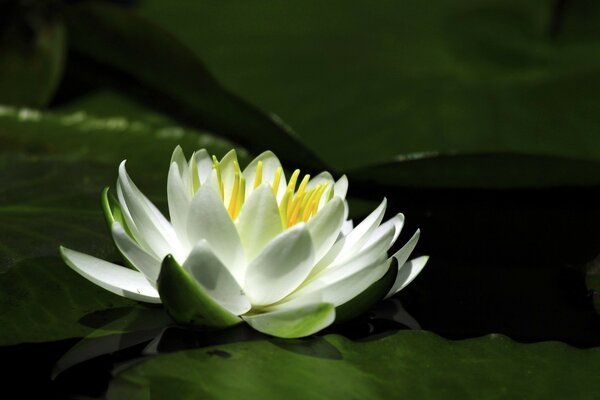 Flor entre el agua