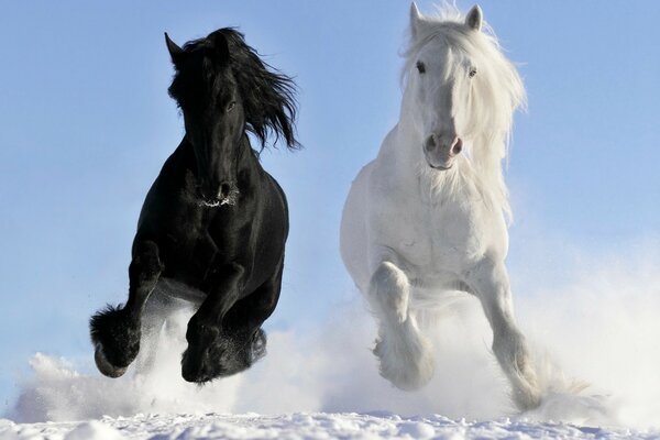 Dos caballos galopan en invierno por la nieve