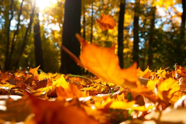 Autunno foglie natura albero