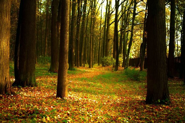 Folhas coloridas na floresta do outono