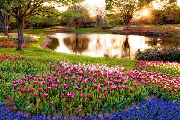 Blooming tulips around a picturesque lake