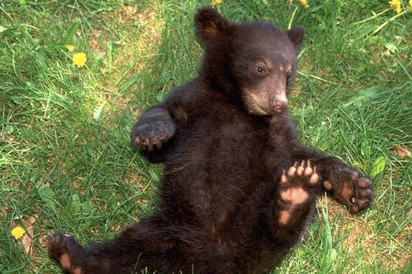 El oso disfruta del buen tiempo