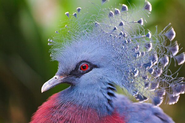Красивая хохлатая птица разноцветная