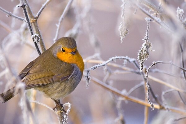 Gefrorener Vogel im Winterwald