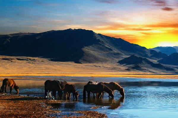 Caballos en el agua al atardecer