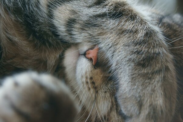 Il gattino ha chiuso gli occhi con le zampe