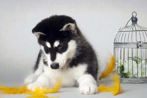 Cachorro jugando con plumas amarillas