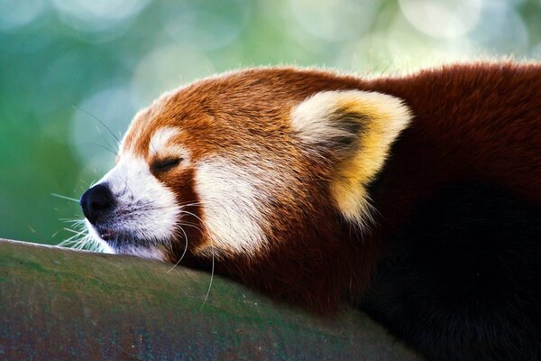 Panda selvagem descansando no zoológico