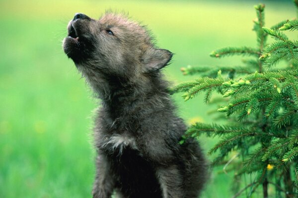 Un joven lobo aullando a la Luna