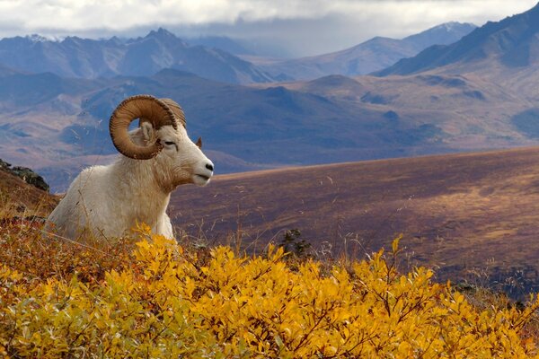 Bela paisagem de outono nas montanhas