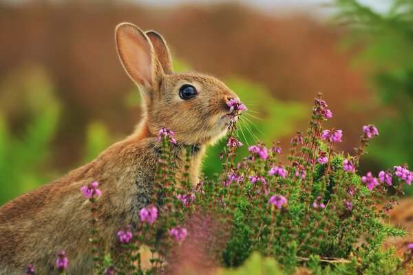 The first smell of flowers in the air