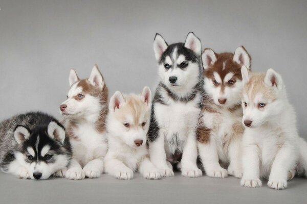 Small beautiful husky puppies