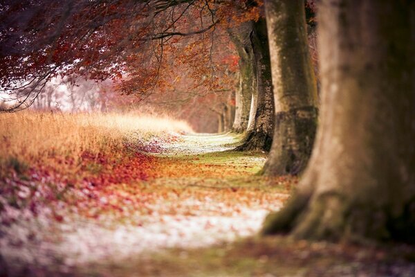 Trees standing in the autumn season